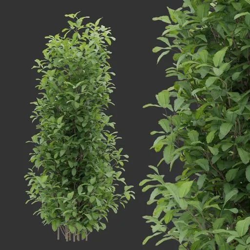 Simple Shrub plant