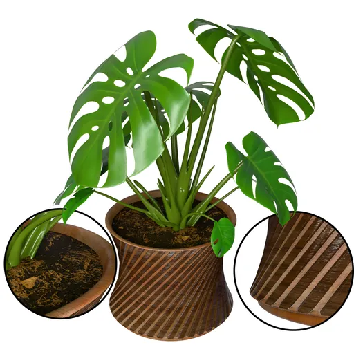 Monstera Plant
