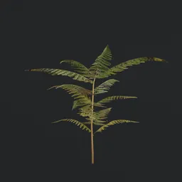High-quality fern 3D model with realistic PBR textures, perfect for game dev in Blender 3D environments.