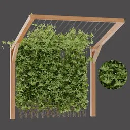 Wooden Frame Climbing Plant