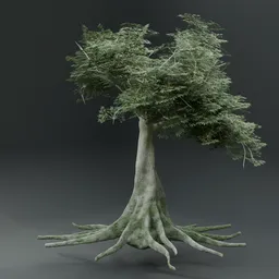 Kopak  or Cieba Tree