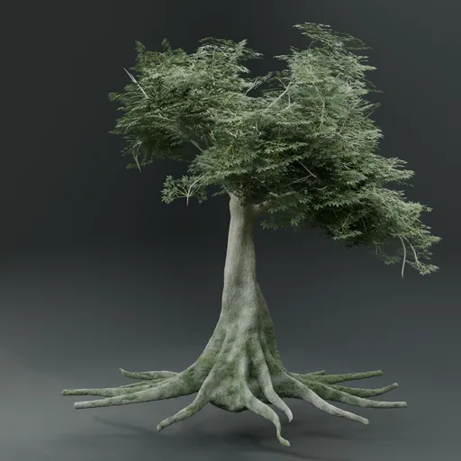 Kopak  or Cieba Tree