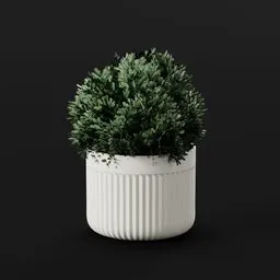 Juniper Bush Trim Pot
