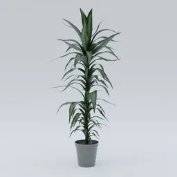 Highly detailed Blender 3D model of a potted Dracaena Deremensis with realistic textures and shaders.