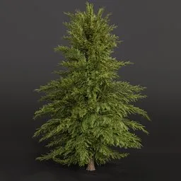 Highly detailed Cypress tree 3D model in Blender with realistic textures and natural proportions, ready for rendering.