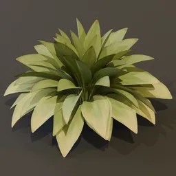 Haran Cast Iron Plant Elder