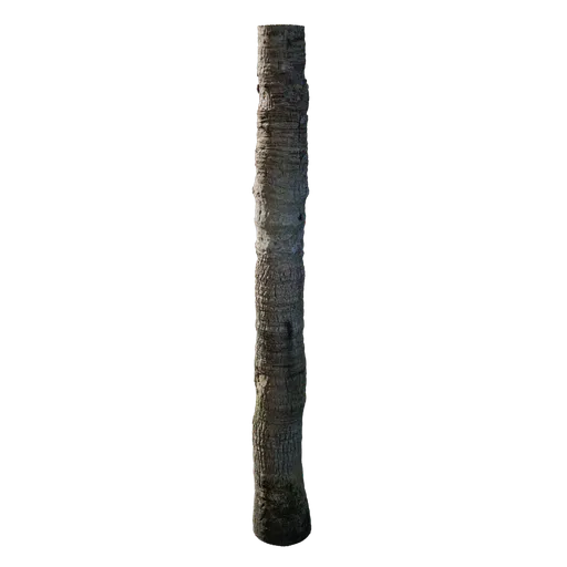 Livistona chinensis