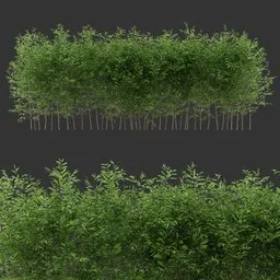 Multiple Bush Plant