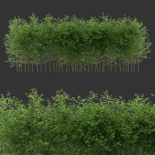 Multiple Bush Plant