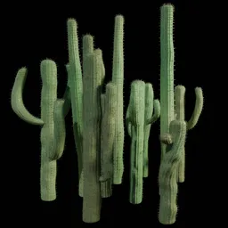 Arrangement of 11 different Cactus