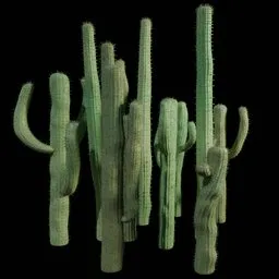 Arrangement of 11 different Cactus