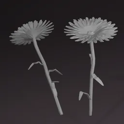 Gerbera