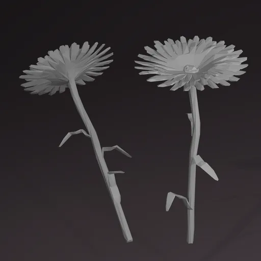Gerbera