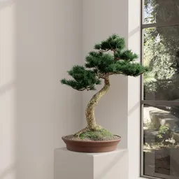Japanese Pine Bonsai