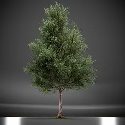 Callery Tree Low Poly Animated