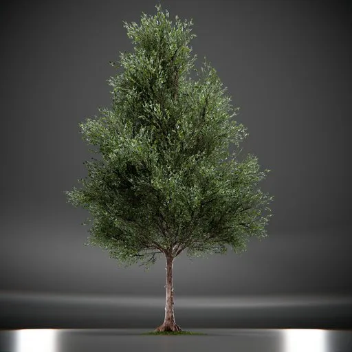 Callery Tree Low Poly Animated