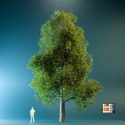 High Quality Poplar Tree