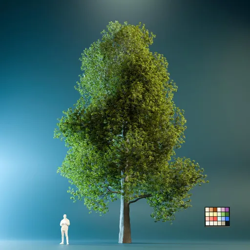 High Quality Poplar Tree
