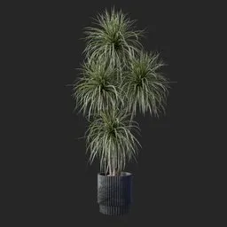 Palm Plant