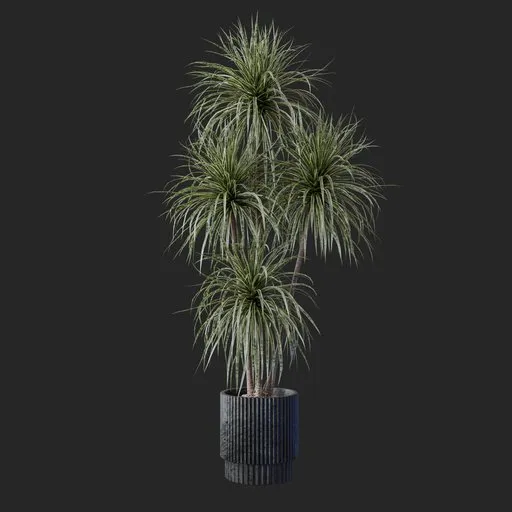 Palm Plant