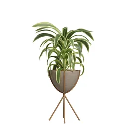 Indoor Plant Modern - Dracaena Warneckii