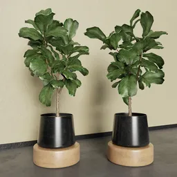 Fiddle Leaf Fig Plant