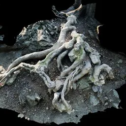 Curvy Tree Roots