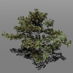 High-detail 3D Siberian Pine model for Blender, suitable for game development and cinematic environments.