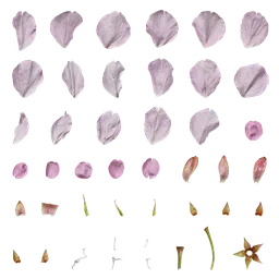Prunus x yedoensis Flower