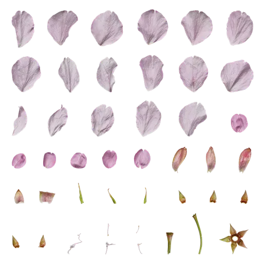 Prunus x yedoensis Flower