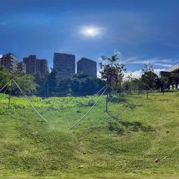 Green grass in the sun