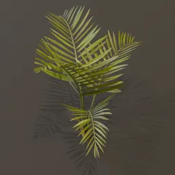 Alexandra Palm Plant Small