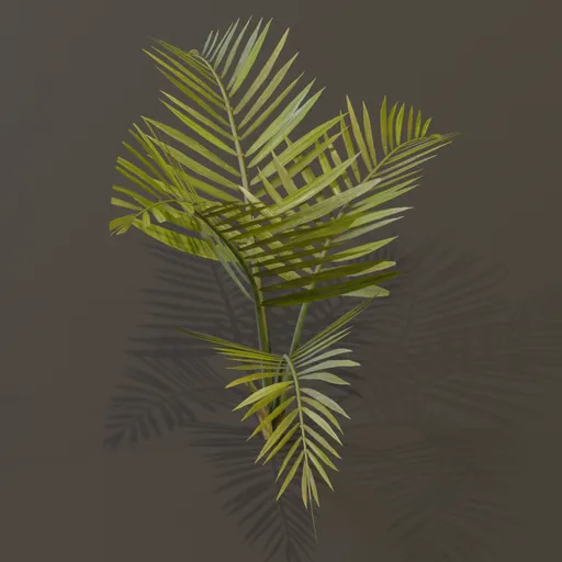 Alexandra Palm Plant Small