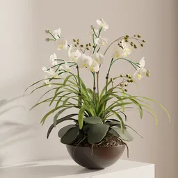 Elegant White Orchid Arrangement