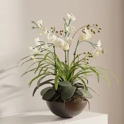 Elegant White Orchid Arrangement