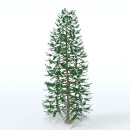 Pine Tree