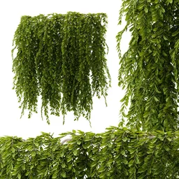 Wall hanging plant