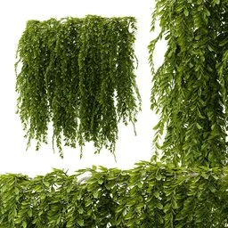 Hanging Wall Plant