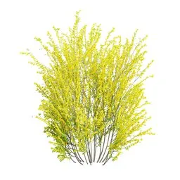 Cytisus scoparius