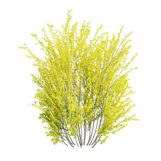 Cytisus scoparius