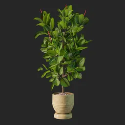 ficus plant