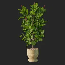 ficus plant