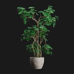 Potted Schefflera Umbrella Tree