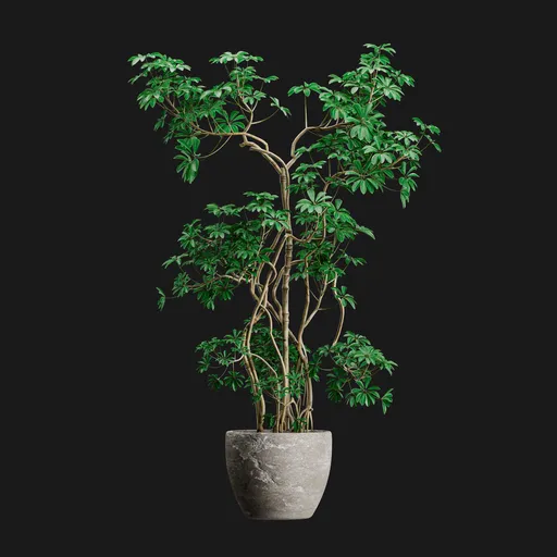 Potted Schefflera Umbrella Tree