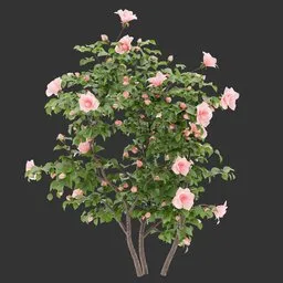 Flowering Bush Plant