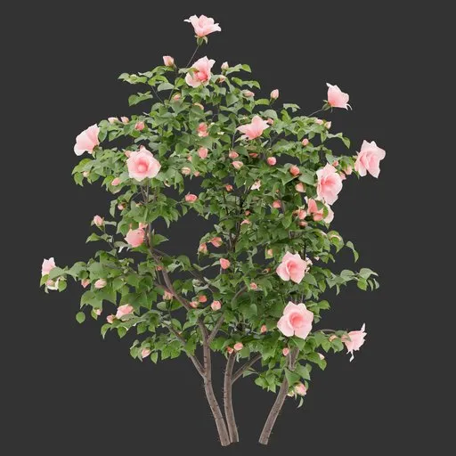 Flowering Bush Plant