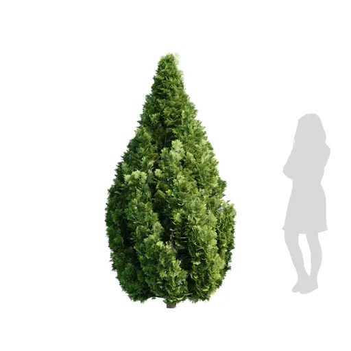 High-detail Rocky Mountain Juniper 3D model with 4K textures, realistic materials, and clean quad mesh topology for Blender artists.
