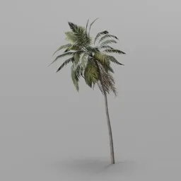 Bent Coconut Palm Tree
