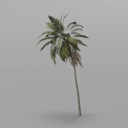 Bent Coconut Palm Tree