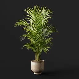 Areca Palm Plant